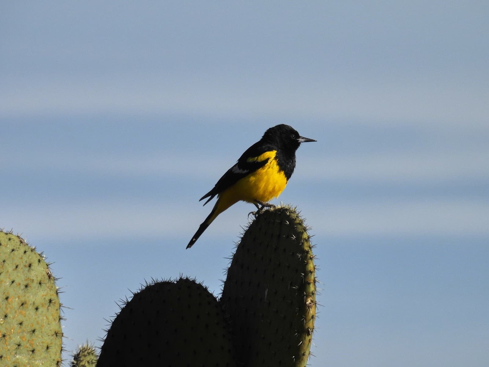 Avistamiento de aves