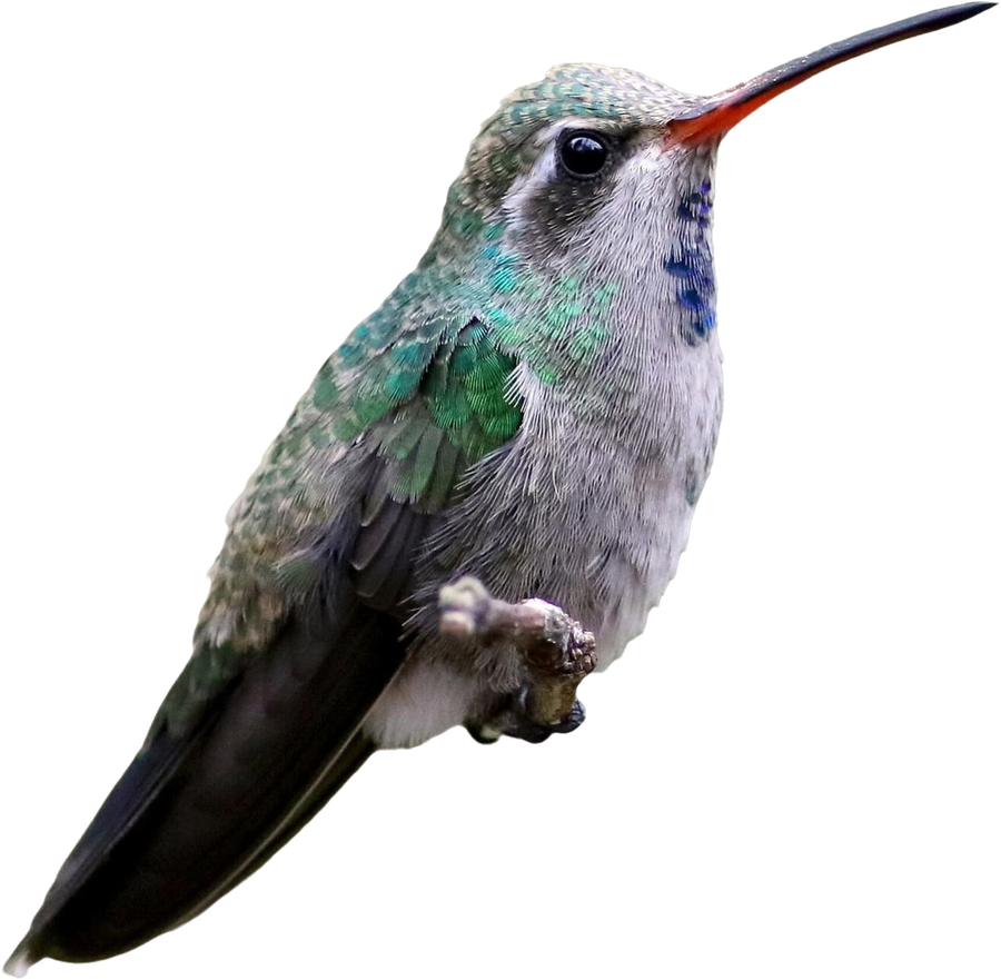Colibrí Pico Ancho — Broad-billed Hummingbird